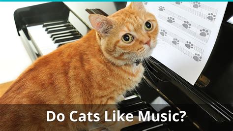 do cats enjoy music